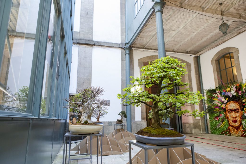 Imagem da instalação de bonsai para o TEDxPorto