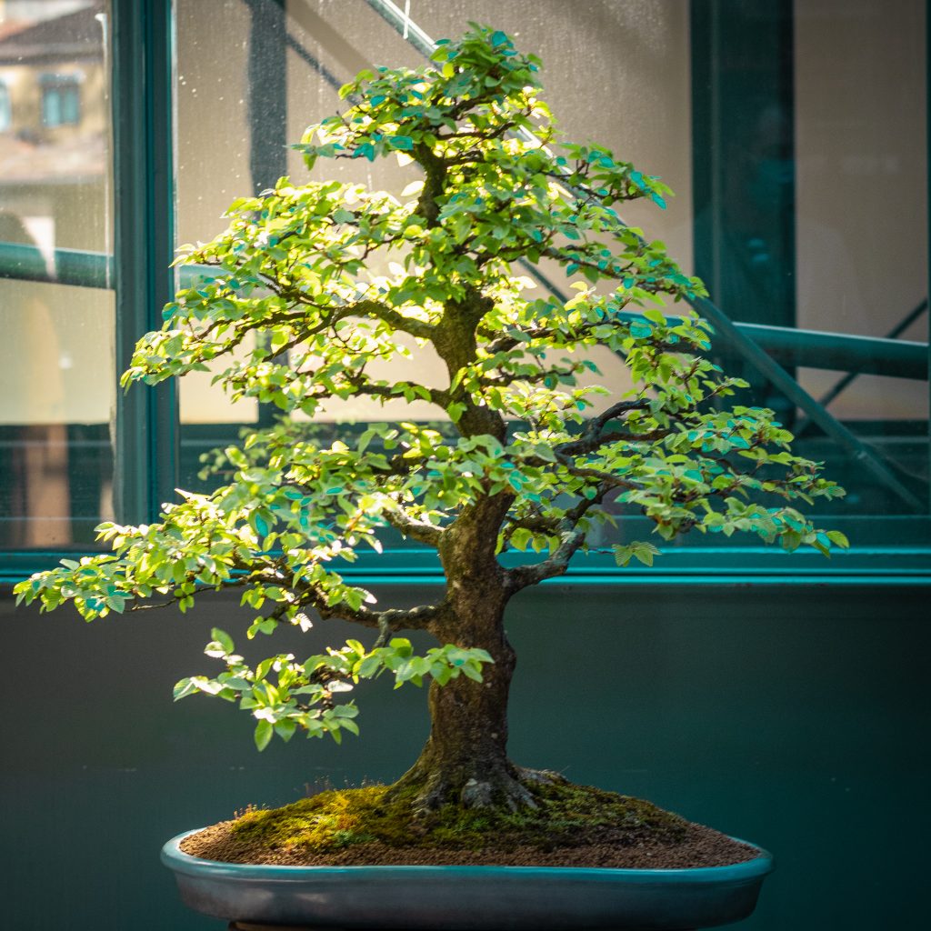 Imagem da instalação de bonsai para o TEDxPorto