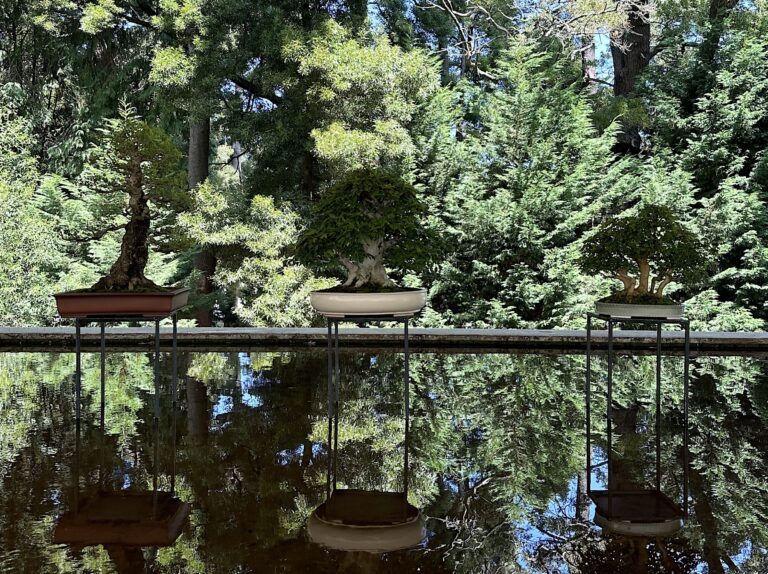 Bonsai no Tecmaia, refletido na água com fundo arborizado