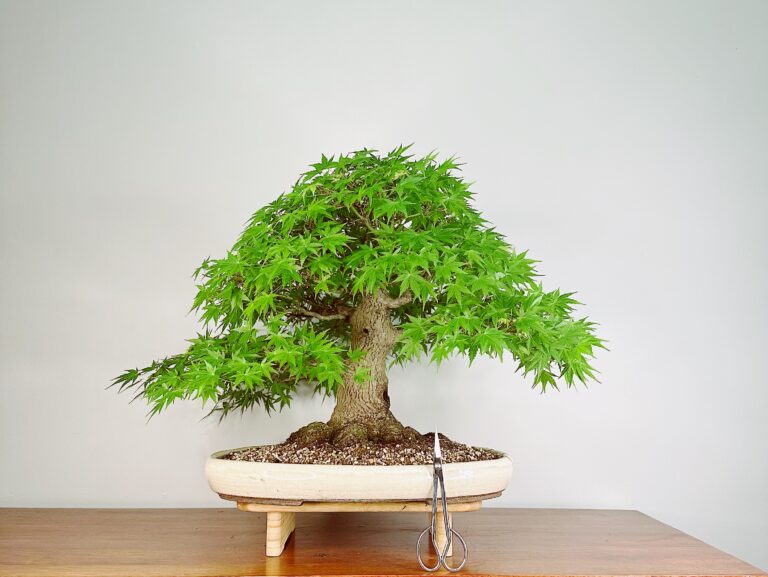 Imagem de Bonsai Acer Palmatum