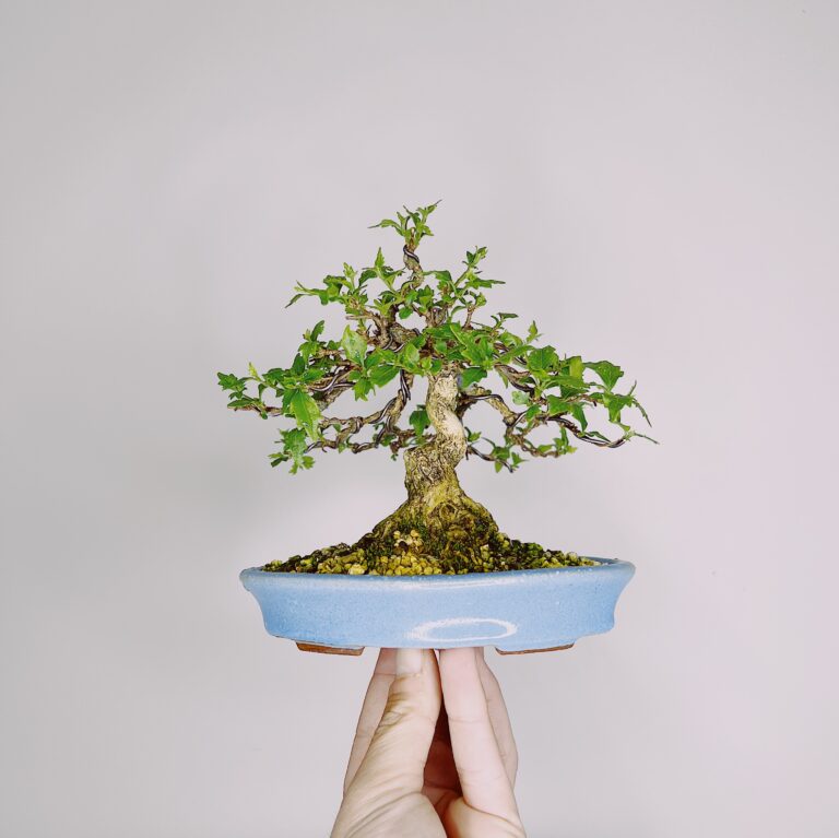 Imagem de Bonsai Acer Nioi