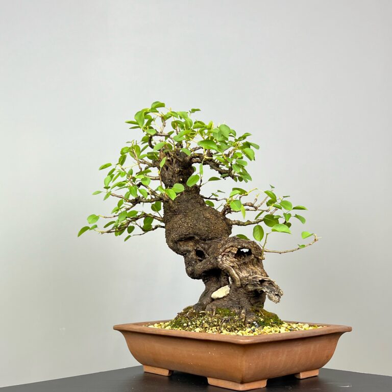 Bonsai de Prunus Mahaleb (Cerejeira de Santa Luzia) com rocha natural incrustada no tronco e detalhes de madeira morta. Uma árvore caduca que se destaca pelas suas bonitas flores brancas e pelos pequenos frutos, as cerejas