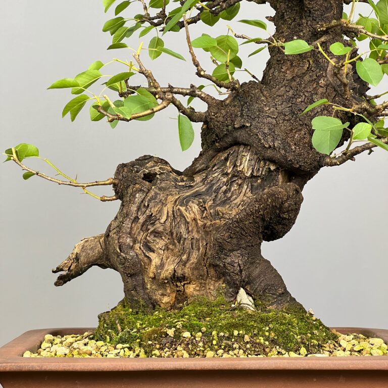 Bonsai de Prunus Mahaleb (Cerejeira de Santa Luzia) com rocha natural incrustada no tronco e detalhes de madeira morta. Uma árvore caduca que se destaca pelas suas bonitas flores brancas e pelos pequenos frutos, as cerejas