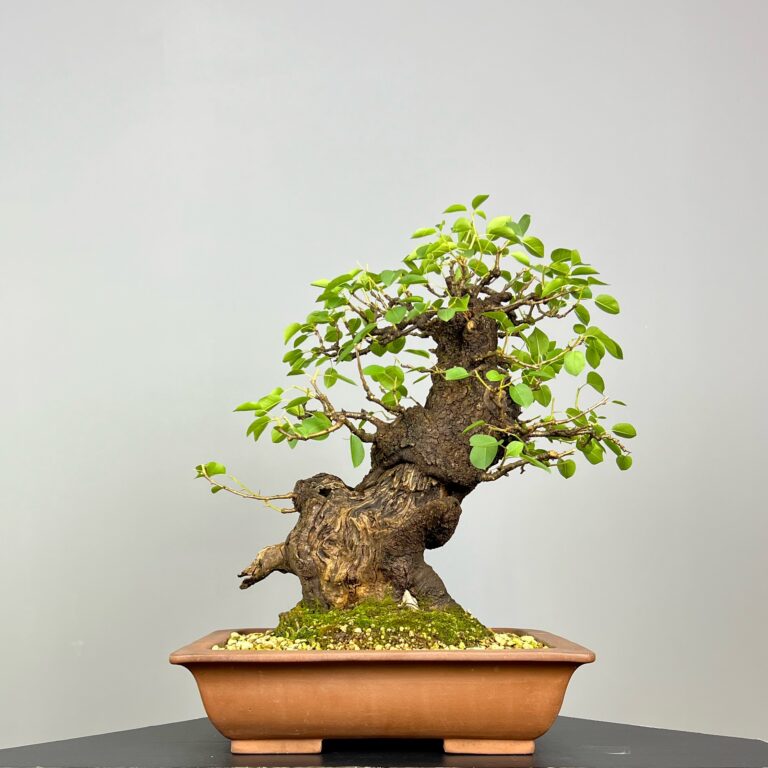 Bonsai de Prunus Mahaleb (Cerejeira de Santa Luzia) com rocha natural incrustada no tronco e detalhes de madeira morta. Uma árvore caduca que se destaca pelas suas bonitas flores brancas e pelos pequenos frutos, as cerejas