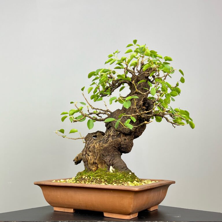 Bonsai de Prunus Mahaleb (Cerejeira de Santa Luzia) com rocha natural incrustada no tronco e detalhes de madeira morta. Uma árvore caduca que se destaca pelas suas bonitas flores brancas e pelos pequenos frutos, as cerejas