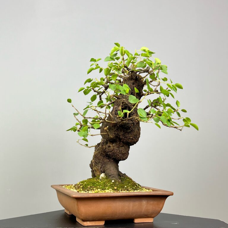 Bonsai de Prunus Mahaleb (Cerejeira de Santa Luzia) com rocha natural incrustada no tronco e detalhes de madeira morta. Uma árvore caduca que se destaca pelas suas bonitas flores brancas e pelos pequenos frutos, as cerejas