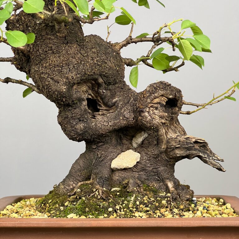 Bonsai de Prunus Mahaleb (Cerejeira de Santa Luzia) com rocha natural incrustada no tronco e detalhes de madeira morta. Uma árvore caduca que se destaca pelas suas bonitas flores brancas e pelos pequenos frutos, as cerejas