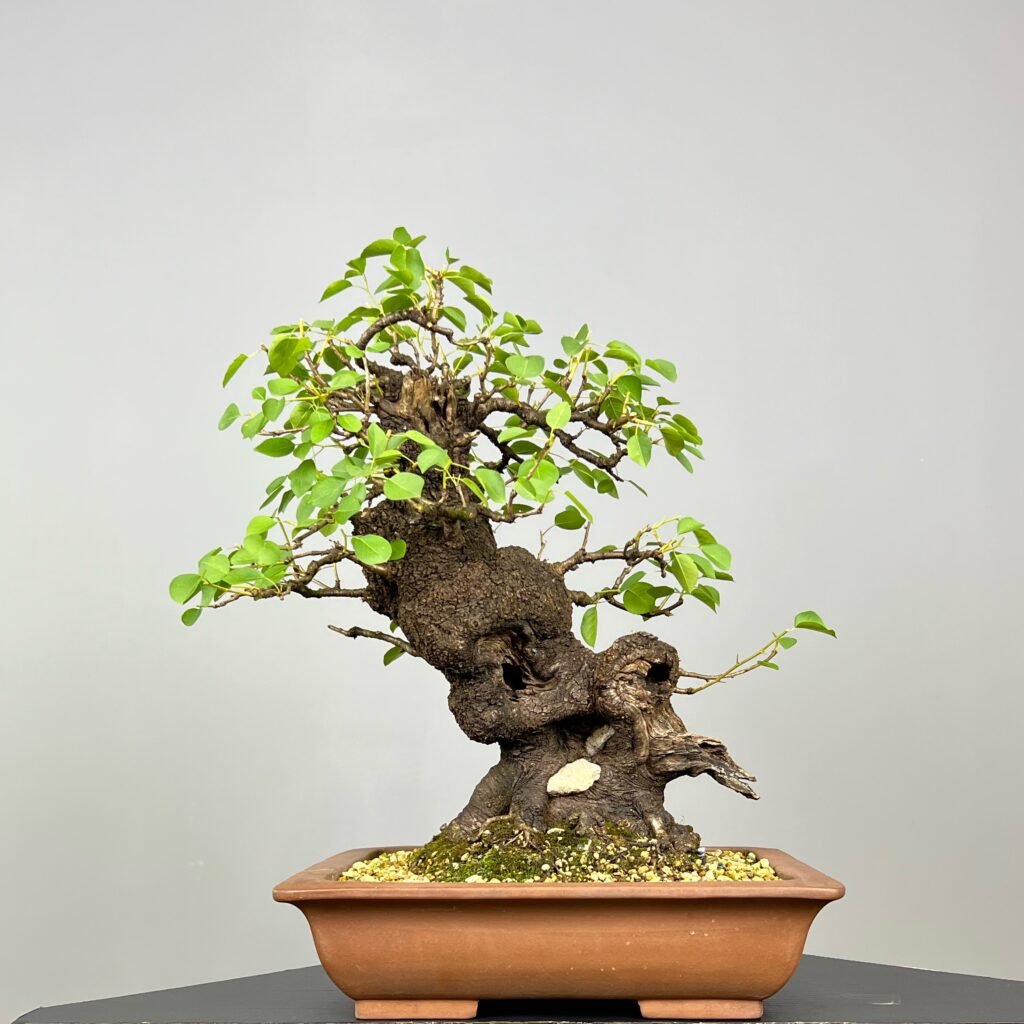 Bonsai de Prunus Mahaleb (Cerejeira de Santa Luzia) com rocha natural incrustada no tronco e detalhes de madeira morta. Uma árvore caduca que se destaca pelas suas bonitas flores brancas e pelos pequenos frutos, as cerejas