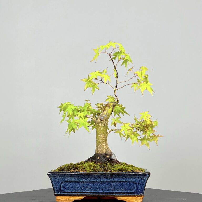 Acer Palmatum Bonsai