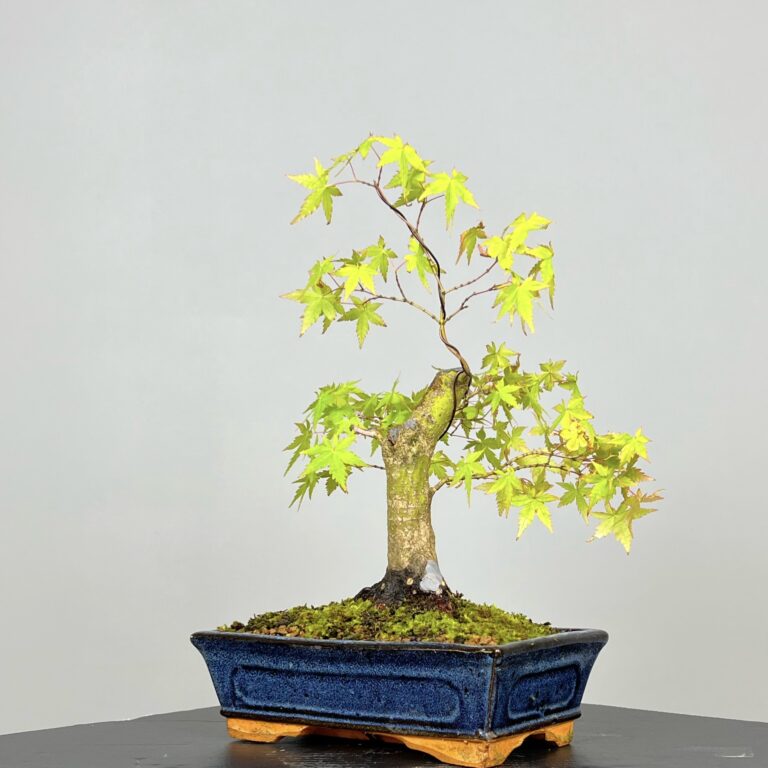 Acer Palmatum Bonsai