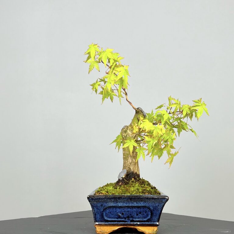 Acer Palmatum Bonsai