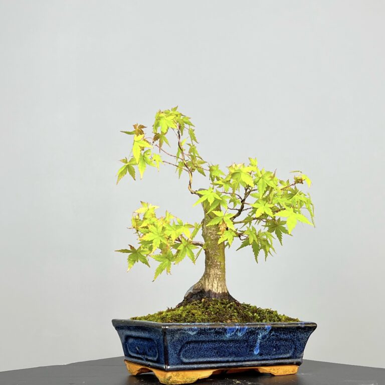 Acer Palmatum Bonsai