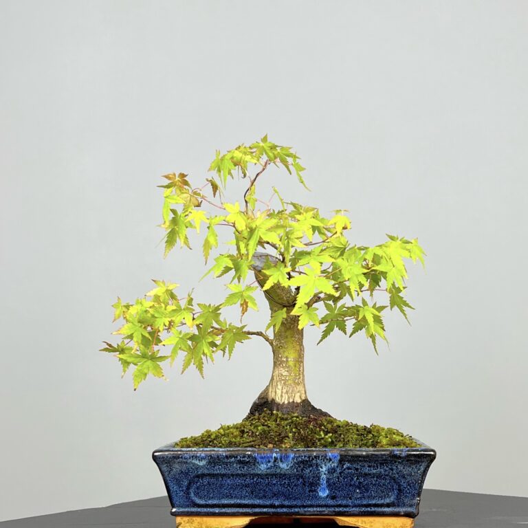 Acer Palmatum Bonsai