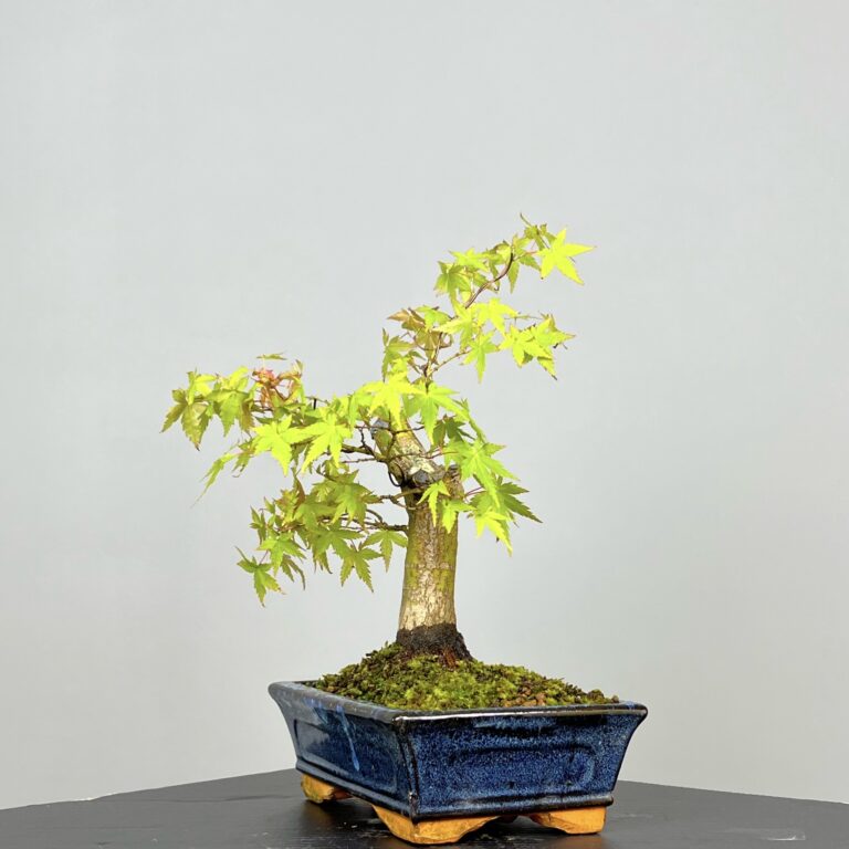 Acer Palmatum Bonsai