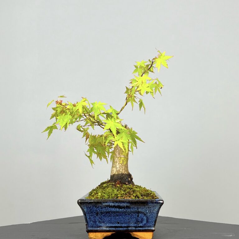 Acer Palmatum Bonsai