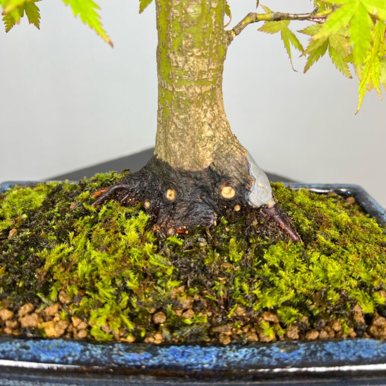 Acer Palmatum Bonsai