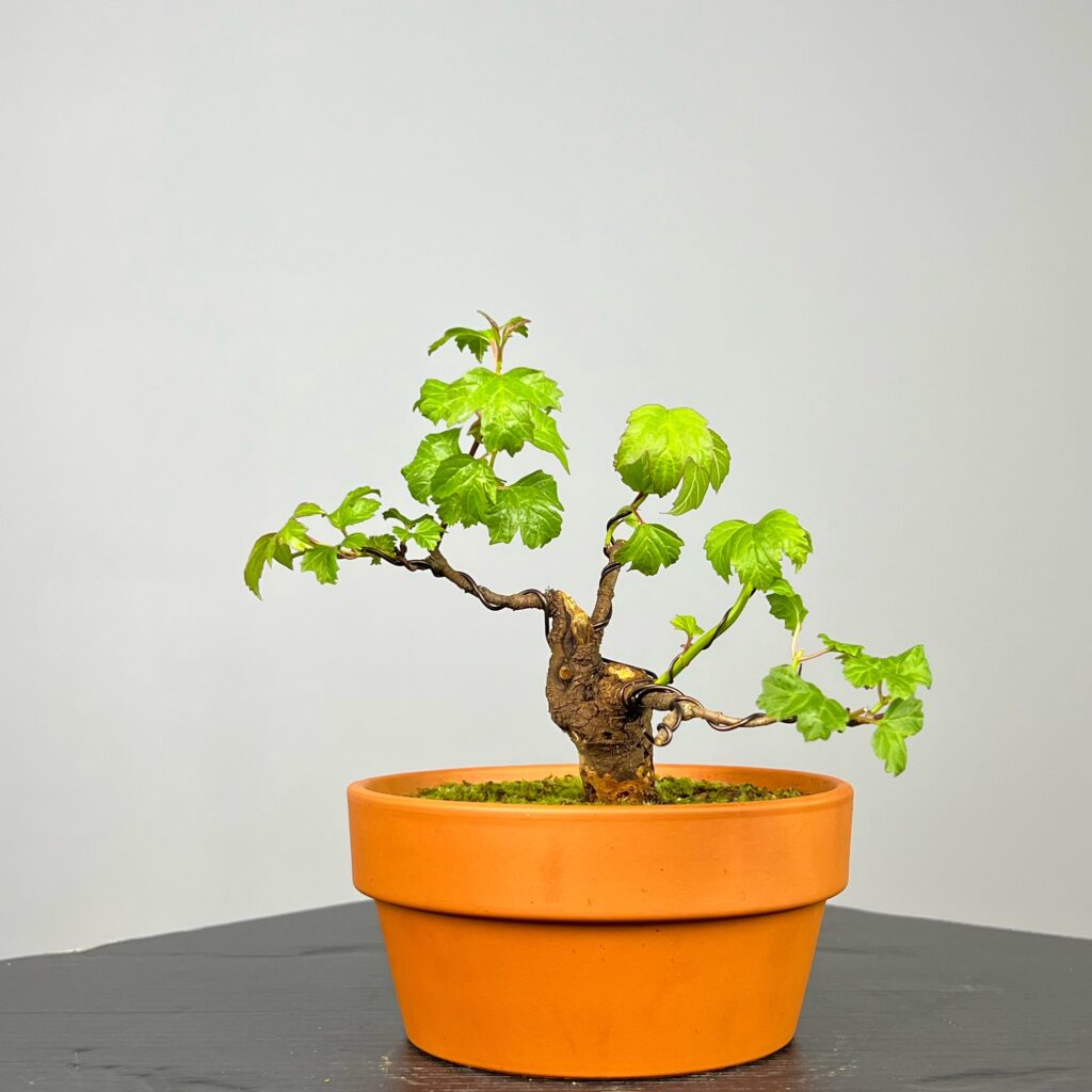 Pré-Bonsai de Viburnum, espécie caduca, folha tridente, tonalidades outonais e flores brancas na primavera. Este exemplar apresenta um tronco com caráter e está pronto para se desenvolver num shohin de qualidade. Plantado num vaso de treino