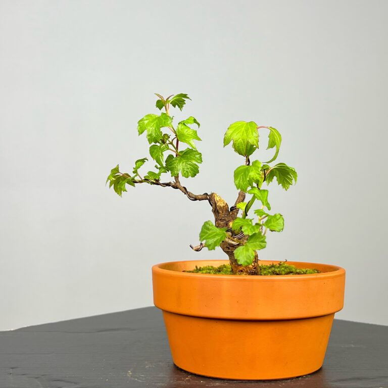 Pré-Bonsai de Viburnum, espécie caduca, folha tridente, tonalidades outonais e flores brancas na primavera. Este exemplar apresenta um tronco com caráter e está pronto para se desenvolver num shohin de qualidade. Plantado num vaso de treino