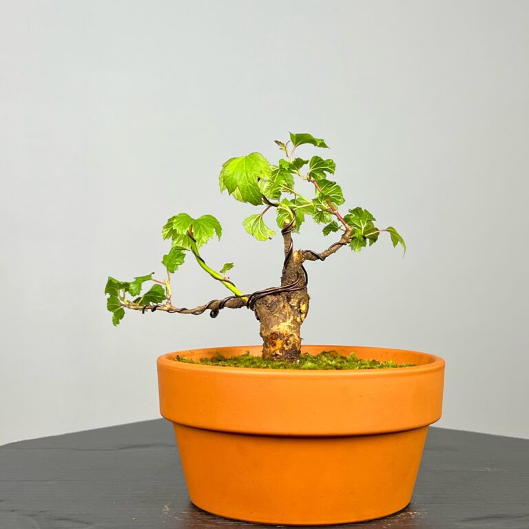 Pré-Bonsai de Viburnum, espécie caduca, folha tridente, tonalidades outonais e flores brancas na primavera. Este exemplar apresenta um tronco com caráter e está pronto para se desenvolver num shohin de qualidade. Plantado num vaso de treino