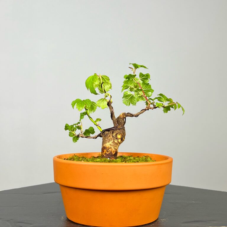 Pré-Bonsai de Viburnum, espécie caduca, folha tridente, tonalidades outonais e flores brancas na primavera. Este exemplar apresenta um tronco com caráter e está pronto para se desenvolver num shohin de qualidade. Plantado num vaso de treino