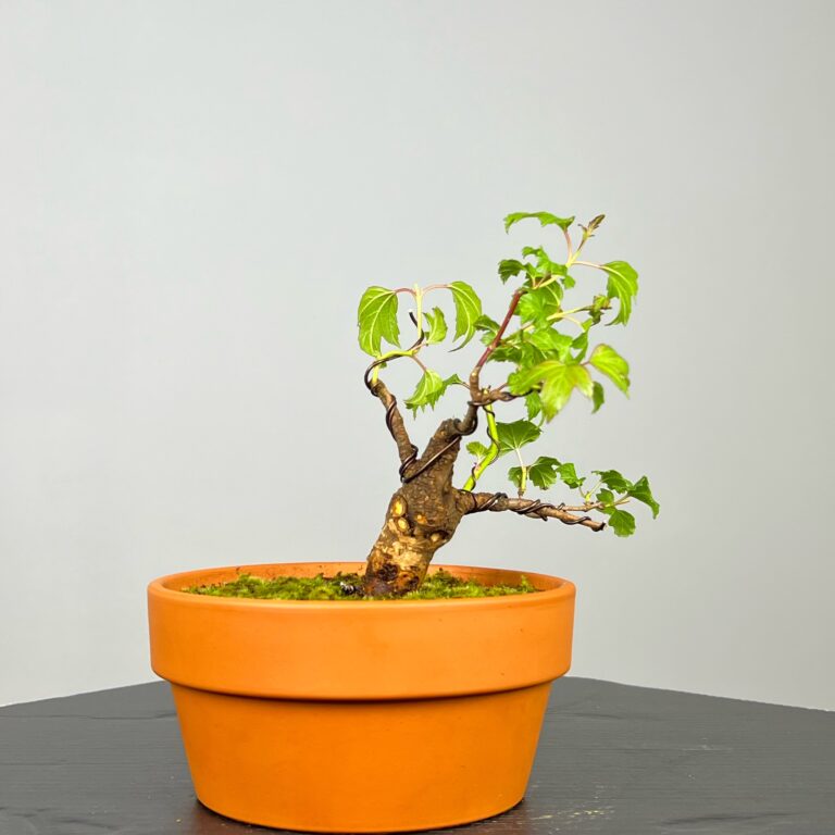 Pré-Bonsai de Viburnum, espécie caduca, folha tridente, tonalidades outonais e flores brancas na primavera. Este exemplar apresenta um tronco com caráter e está pronto para se desenvolver num shohin de qualidade. Plantado num vaso de treino