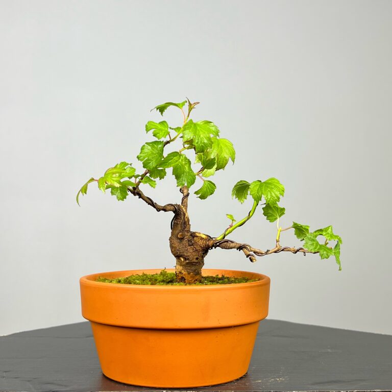 Pré-Bonsai de Viburnum, espécie caduca, folha tridente, tonalidades outonais e flores brancas na primavera. Este exemplar apresenta um tronco com caráter e está pronto para se desenvolver num shohin de qualidade. Plantado num vaso de treino