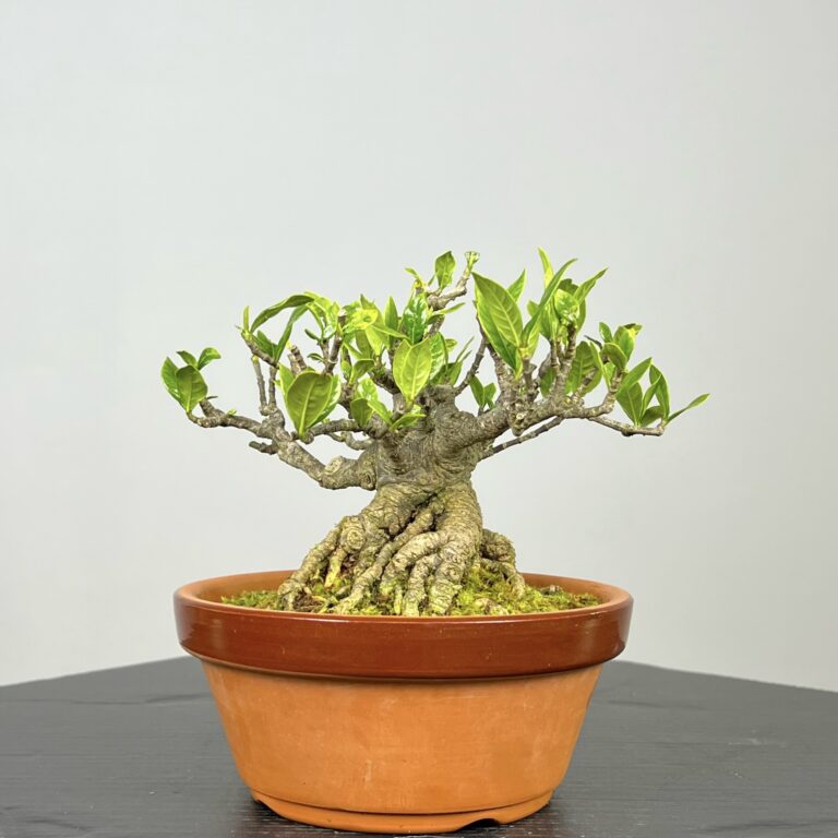 Imagem de Bonsai Gardenia