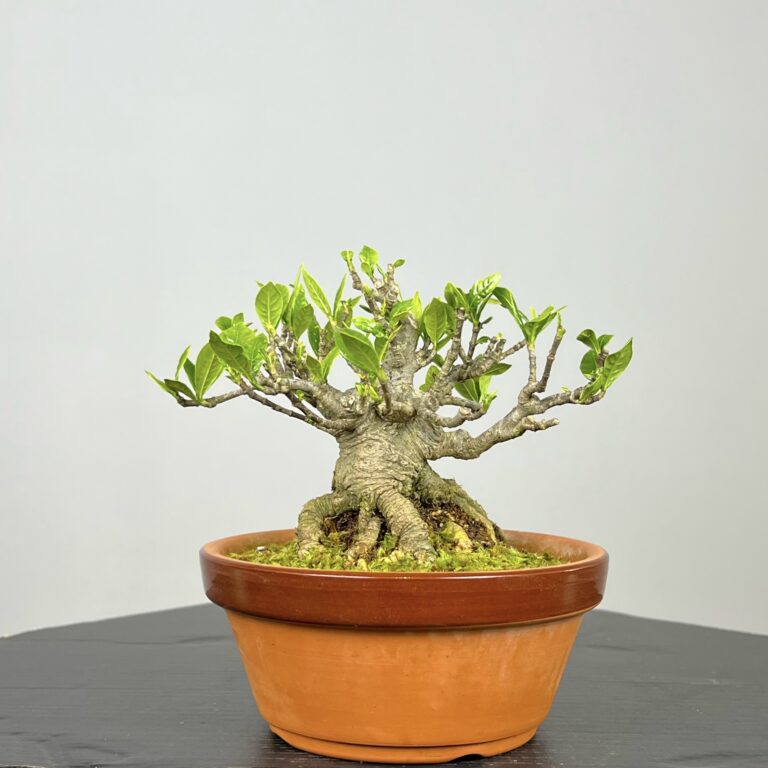 Imagem de Bonsai Gardenia