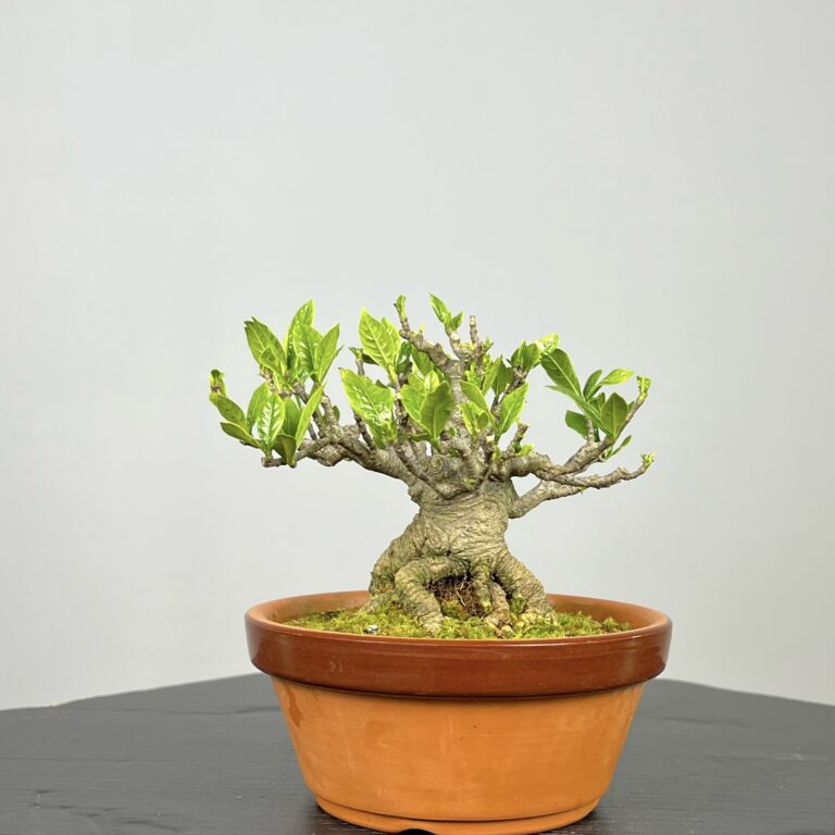 Imagem de Bonsai Gardenia