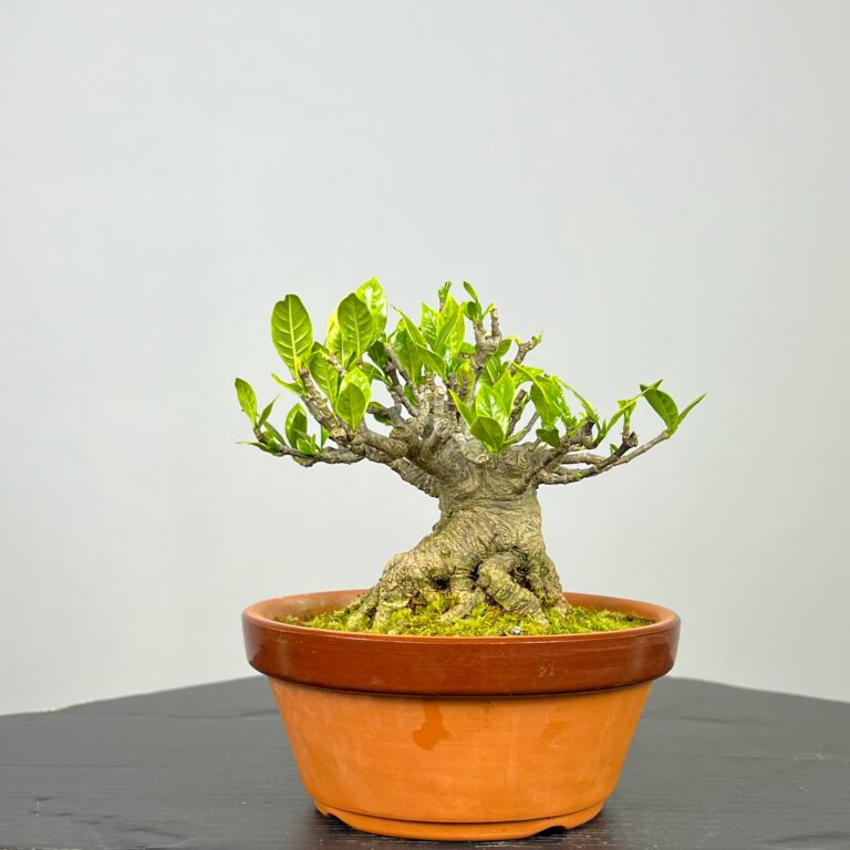 Imagem de Bonsai Gardenia