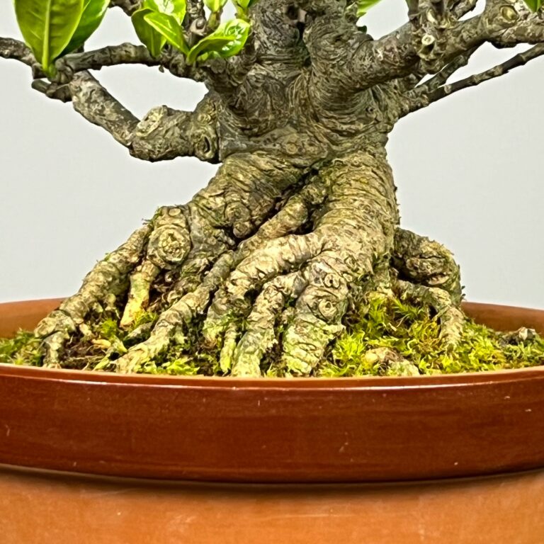 Imagem de Bonsai Gardenia