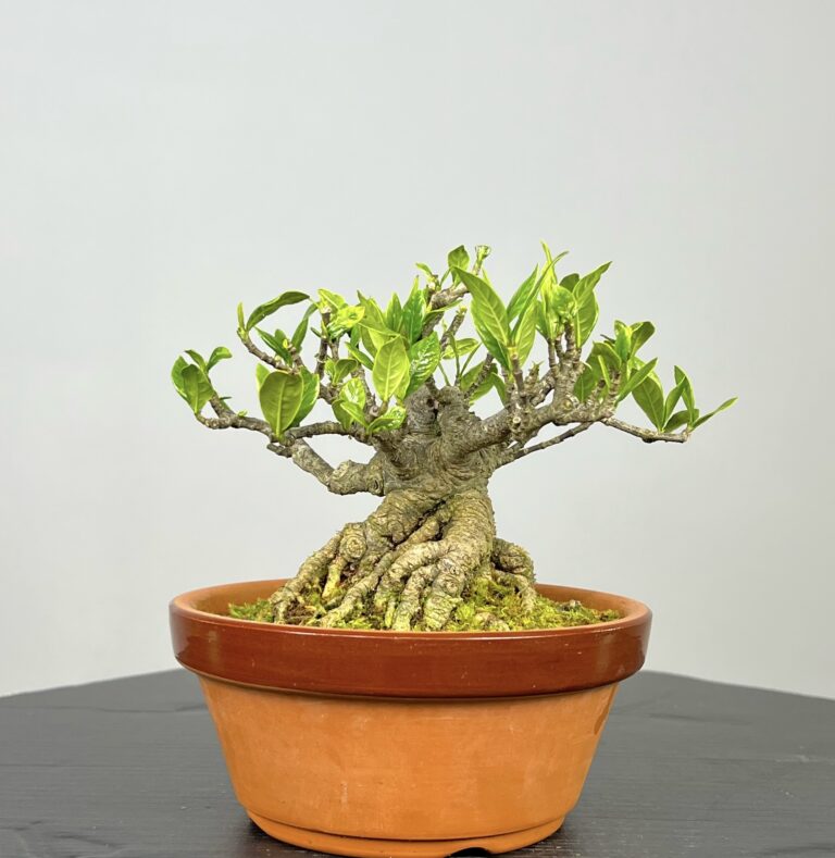 Imagem de Bonsai Gardenia