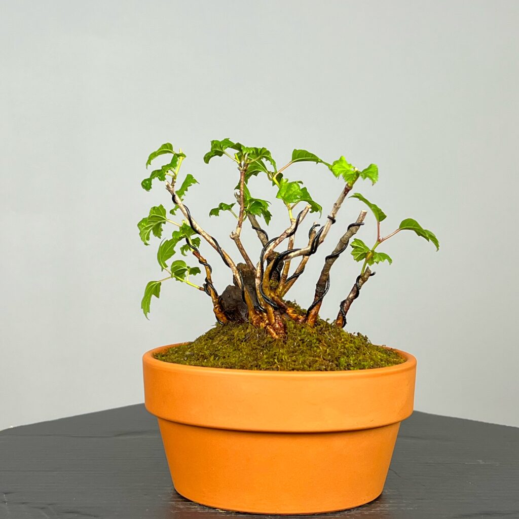 Pré-Bonsai de Viburnum, espécie caduca, folha tridente, tonalidades outonais e flores brancas na primavera. Este exemplar apresenta um tronco com caráter e está pronto para se desenvolver num shohin de qualidade. Plantado num vaso de treino