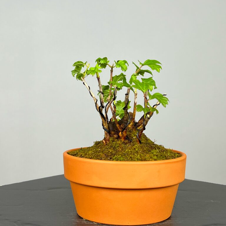 Pré-Bonsai de Viburnum, espécie caduca, folha tridente, tonalidades outonais e flores brancas na primavera. Este exemplar apresenta um tronco com caráter e está pronto para se desenvolver num shohin de qualidade. Plantado num vaso de treino