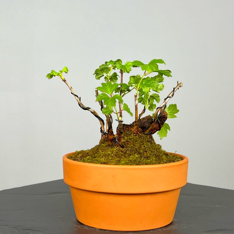 Pré-Bonsai de Viburnum, espécie caduca, folha tridente, tonalidades outonais e flores brancas na primavera. Este exemplar apresenta um tronco com caráter e está pronto para se desenvolver num shohin de qualidade. Plantado num vaso de treino