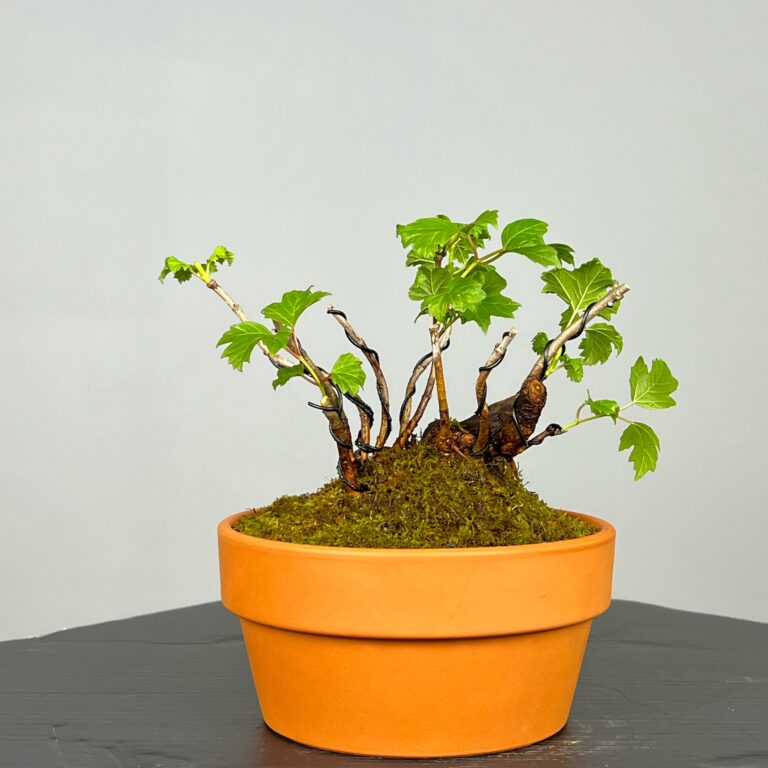 Pré-Bonsai de Viburnum, espécie caduca, folha tridente, tonalidades outonais e flores brancas na primavera. Este exemplar apresenta um tronco com caráter e está pronto para se desenvolver num shohin de qualidade. Plantado num vaso de treino