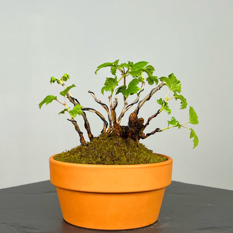 Pré-Bonsai de Viburnum, espécie caduca, folha tridente, tonalidades outonais e flores brancas na primavera. Este exemplar apresenta um tronco com caráter e está pronto para se desenvolver num shohin de qualidade. Plantado num vaso de treino