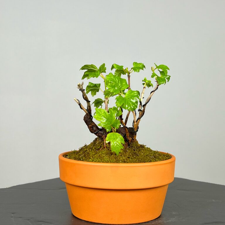 Pré-Bonsai de Viburnum, espécie caduca, folha tridente, tonalidades outonais e flores brancas na primavera. Este exemplar apresenta um tronco com caráter e está pronto para se desenvolver num shohin de qualidade. Plantado num vaso de treino