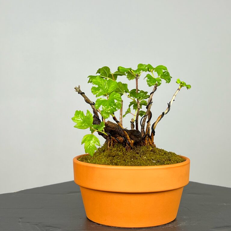 Pré-Bonsai de Viburnum, espécie caduca, folha tridente, tonalidades outonais e flores brancas na primavera. Este exemplar apresenta um tronco com caráter e está pronto para se desenvolver num shohin de qualidade. Plantado num vaso de treino