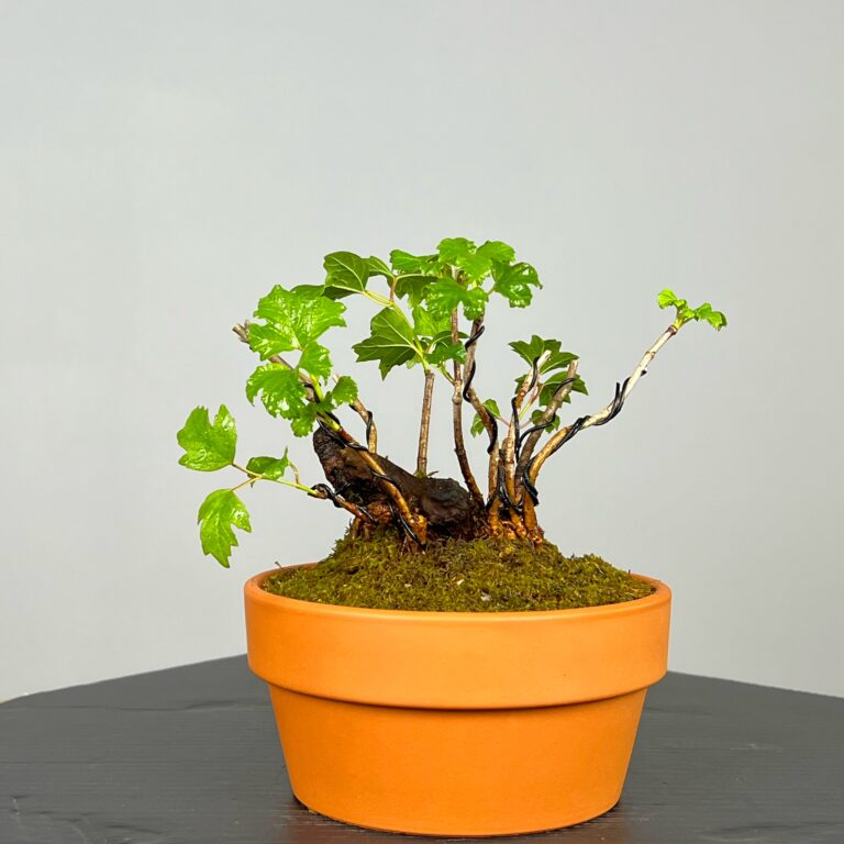 Pré-Bonsai de Viburnum, espécie caduca, folha tridente, tonalidades outonais e flores brancas na primavera. Este exemplar apresenta um tronco com caráter e está pronto para se desenvolver num shohin de qualidade. Plantado num vaso de treino