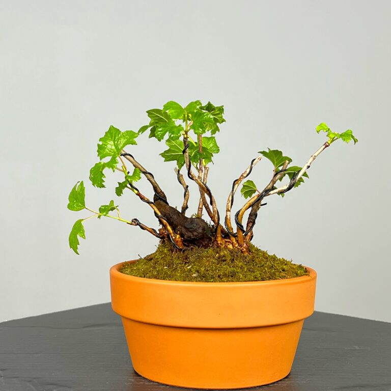 Pré-Bonsai de Viburnum, espécie caduca, folha tridente, tonalidades outonais e flores brancas na primavera. Este exemplar apresenta um tronco com caráter e está pronto para se desenvolver num shohin de qualidade. Plantado num vaso de treino