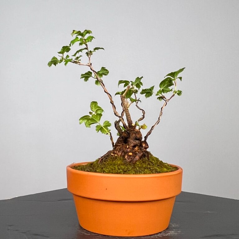 Pré-Bonsai de Viburnum, espécie caduca, folha tridente, tonalidades outonais e flores brancas na primavera. Este exemplar apresenta um tronco com caráter e está pronto para se desenvolver num shohin de qualidade. Plantado num vaso de treino