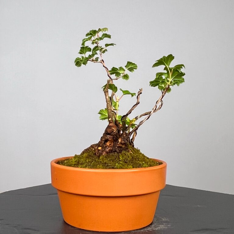 Pré-Bonsai de Viburnum, espécie caduca, folha tridente, tonalidades outonais e flores brancas na primavera. Este exemplar apresenta um tronco com caráter e está pronto para se desenvolver num shohin de qualidade. Plantado num vaso de treino