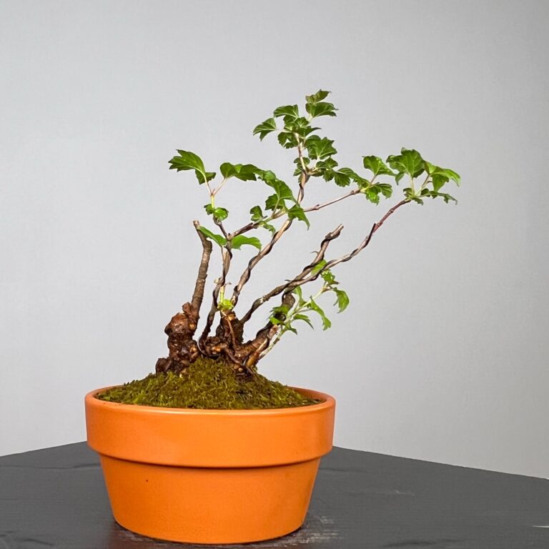 Pré-Bonsai de Viburnum, espécie caduca, folha tridente, tonalidades outonais e flores brancas na primavera. Este exemplar apresenta um tronco com caráter e está pronto para se desenvolver num shohin de qualidade. Plantado num vaso de treino