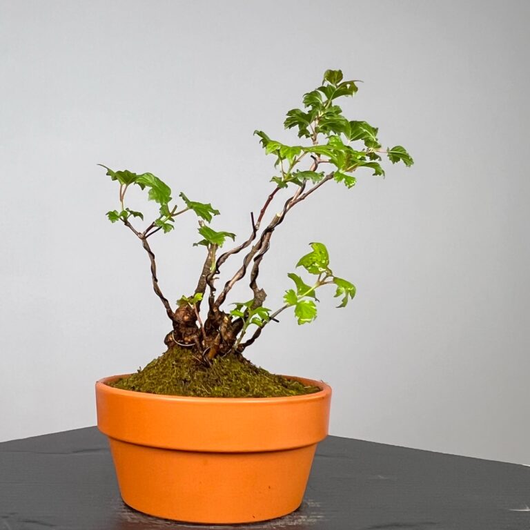 Pré-Bonsai de Viburnum, espécie caduca, folha tridente, tonalidades outonais e flores brancas na primavera. Este exemplar apresenta um tronco com caráter e está pronto para se desenvolver num shohin de qualidade. Plantado num vaso de treino