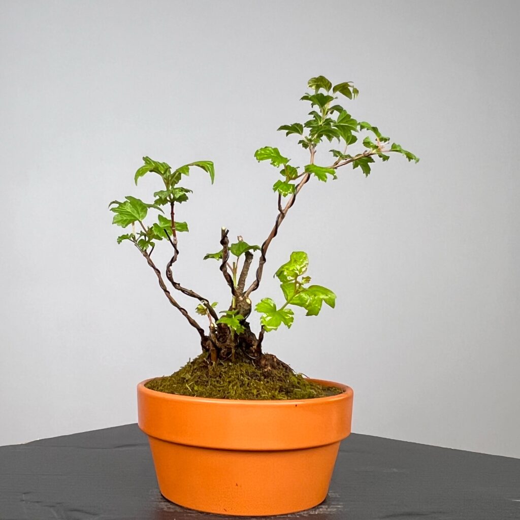 Pré-Bonsai de Viburnum, espécie caduca, folha tridente, tonalidades outonais e flores brancas na primavera. Este exemplar apresenta um tronco com caráter e está pronto para se desenvolver num shohin de qualidade. Plantado num vaso de treino