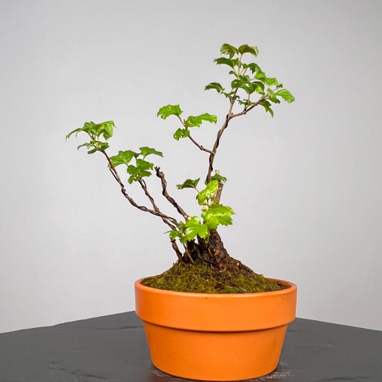 Pré-Bonsai de Viburnum, espécie caduca, folha tridente, tonalidades outonais e flores brancas na primavera. Este exemplar apresenta um tronco com caráter e está pronto para se desenvolver num shohin de qualidade. Plantado num vaso de treino