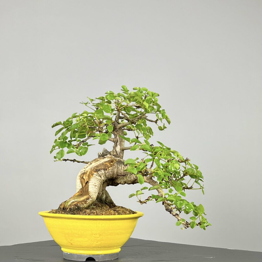 Imagem do Bonsai de Freixo Florido, espécie caducifólia, folhagem ovalada, tronco com madeira morta natural e ramificação madura. Vaso amarelo da ceramista Paola Cara