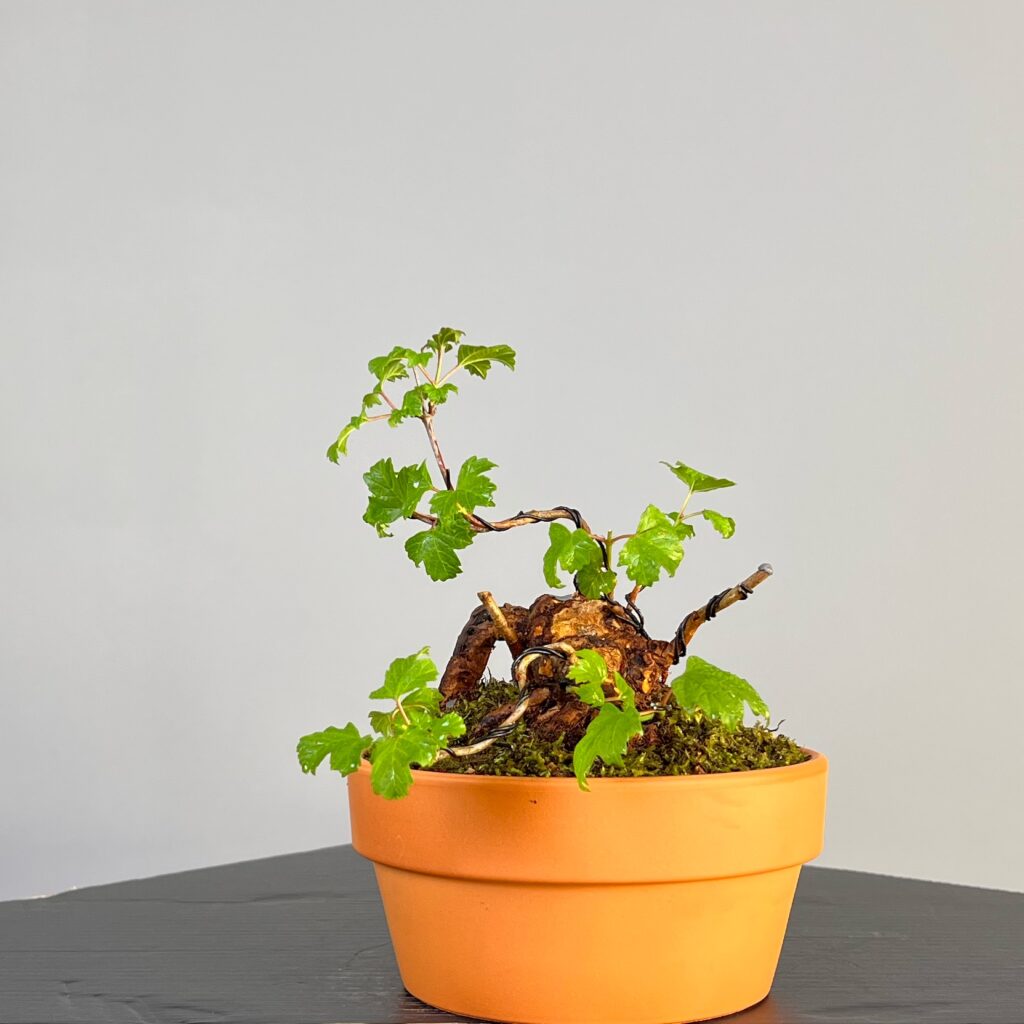 Pré-Bonsai de Viburnum, espécie caduca, folha tridente, tonalidades outonais e flores brancas na primavera. Este exemplar apresenta um tronco com caráter e está pronto para se desenvolver num shohin de qualidade. Plantado num vaso de treino