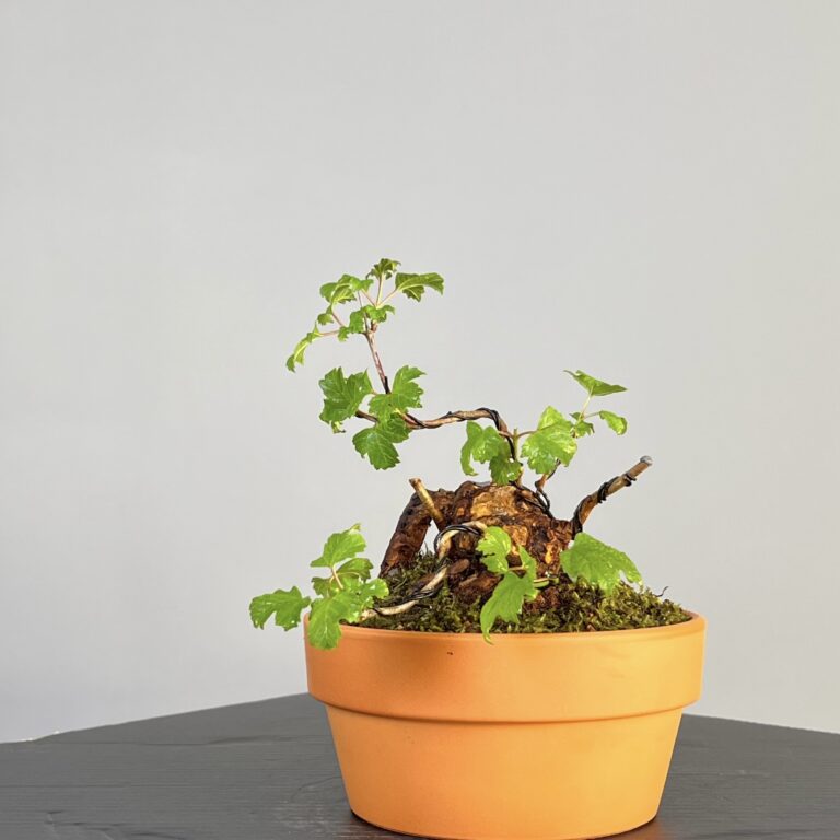 Pré-Bonsai de Viburnum, espécie caduca, folha tridente, tonalidades outonais e flores brancas na primavera. Este exemplar apresenta um tronco com caráter e está pronto para se desenvolver num shohin de qualidade. Plantado num vaso de treino